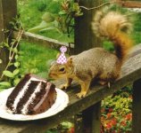 squirrelcake.jpg