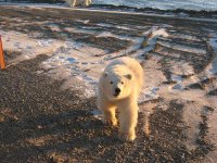 Polar Bear Cub by the truck.jpg