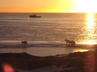 Polar Bears with ACS boat passing by.jpg