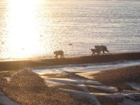 Polar bears with cubs on beach.jpg