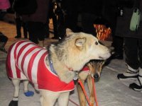 iditarod 046.jpg