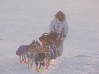 iditarod 076.jpg