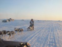 iditarod 080.jpg