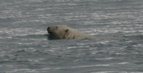 Polar bear swimming.jpg