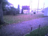 leaves.jpg