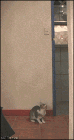 1692Cat_catches_bat.gif