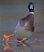 funny_animals_to_make_your_day.jpg