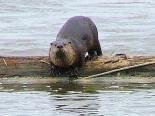 816634c532e1fc40otter2.jpg