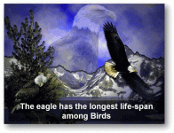 eagle1.gif