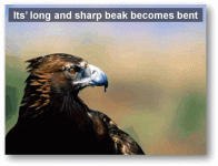 eagle4.gif