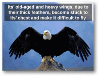 eagle5.gif