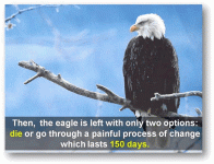 eagle6.gif