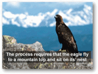 eagle7.gif