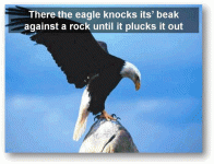 eagle8.gif