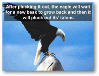 eagle9.gif