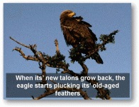 eagle10.gif