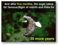 eagle11.gif