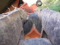Sprocket - Left 3_resize.jpg