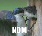 nom.jpg