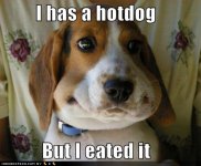 wtf-funny-dog-pictures-i-has-a-hotdog-but-i-eated-it.jpg
