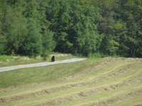 hay and bear 003.jpg