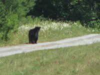 hay and bear 005.jpg