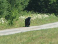 hay and bear 006.jpg