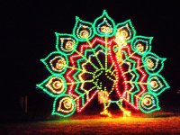 peacock.jpg