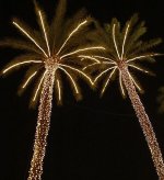 LightedPalmTree-main_Full.jpg