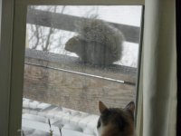 cats 002.jpg
