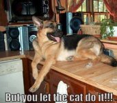 let the cat.jpg