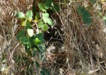 P1180798rQuailNest2.jpg