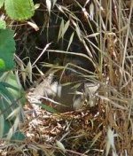 P1180798rQuailNest3.jpg