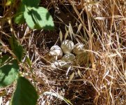 P1180771rQuailNest4.jpg