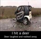 deer hit.jpg