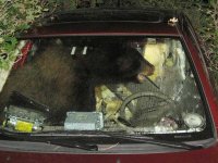 bear.jpg bear.jpg