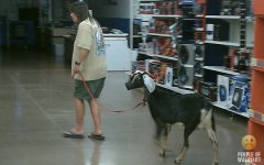 goat shopper.jpg