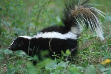 skunk.jpg