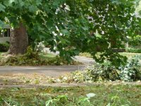 P1550220rStormDebris-gutter.JPG