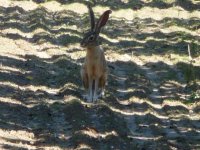 P1550233rjackrabbit.JPG