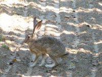 P1550246rBlacktailJackrabbit.JPG