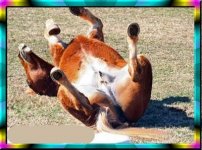 FunnyHorse.jpg