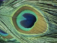 todd-gipstein-a-close-up-of-a-peacock-feather.jpg