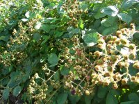 Berries 1601.jpg