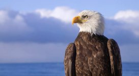 Bald-Eagle-article_large.article_large.jpg