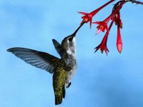 hummingbird-eating-flower.jpg