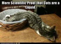liquid cat.jpg