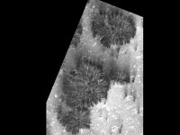 slide33 possible trees.jpg