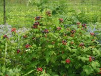 first berries 004.jpg