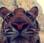 TigerSelfie2.jpg